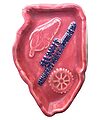 Ashtray: Illinois Manufacturers' Association, Rose Pink w/ Cobalt Blue Lettering; Neat "ashtray" or "doodad holder"